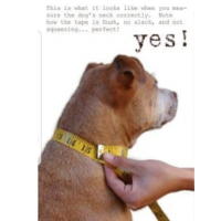 Personaliseer uw Halsband "Bennos Happiness"