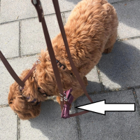 Poepzakjeshouders    ACTIE 3 HALEN = 2 BETALEN